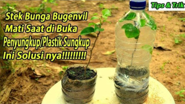 Cara Stek Tanaman Cepat Tumbuh
