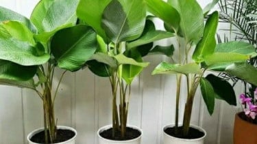 Calathea Pisang
