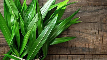 Cara buat parfum mobil dari daun pandan