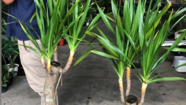 Pandan Bali