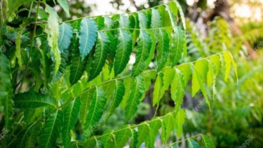 Daun mindi