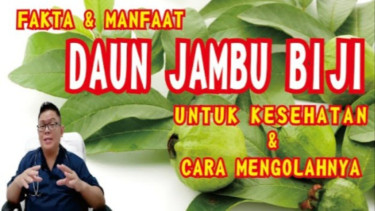 Manfaat daun jambu biji