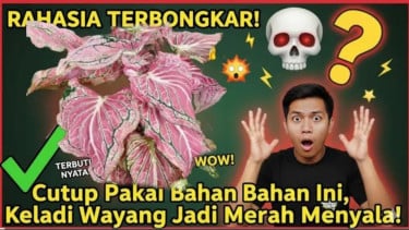 Keladi wayang