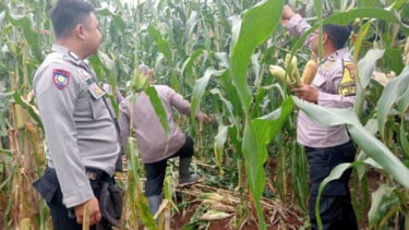 Kapolsek Jatiluhur, KOMPOL A. Abdul Kodir, bersama kelompok tani Poktan Bagja Mekar saat melakukan panen jagung di Desa Parakanlima.