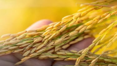 Harga gabah Karawang April 2026 mencapai Rp7.200 per kg.
