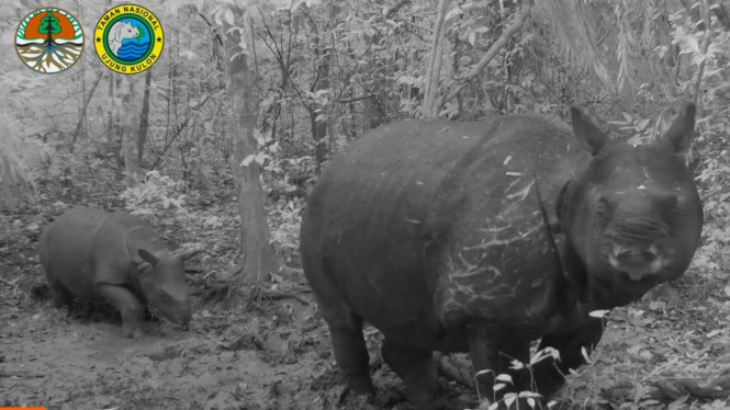 Dua ekor anak badak Jawa terekam kamera di Taman Nasional Ujung Kulon.