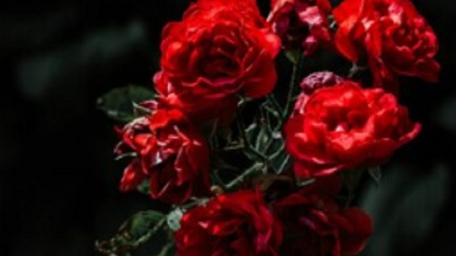 Manfaat bunga mawar untuk kecantikan