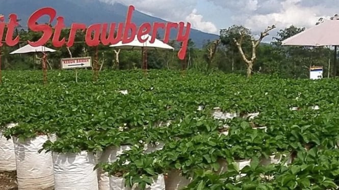 Kebun Strawberry Ciater, Subang