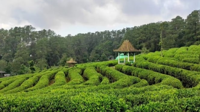 Kebun Teh Ciater Subang