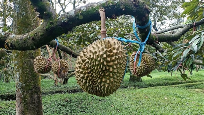 Durian, Warso Farm Bogor