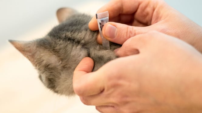 Mengusir kutu kucing tanpa obat