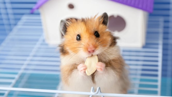 Hamster peliharaan