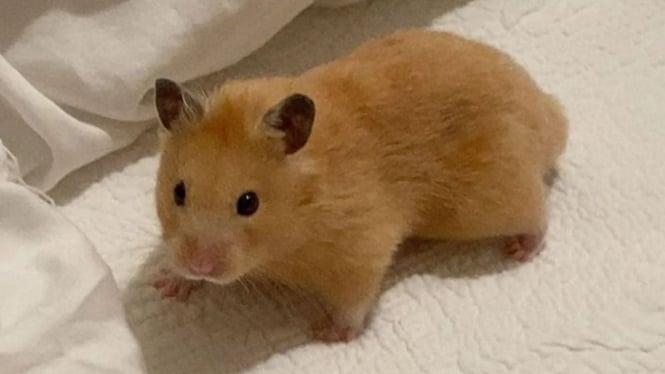 Hamster peliharaan