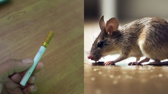 Cara usir tikus pakai rokok