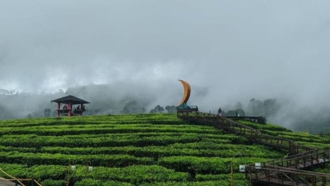 Kebun teh (foto ilustrasi).