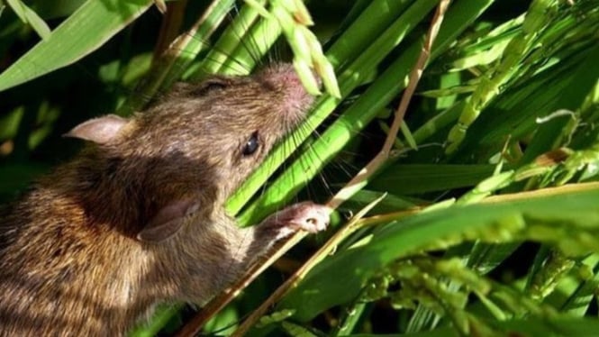 Hama Tikus di Sawah