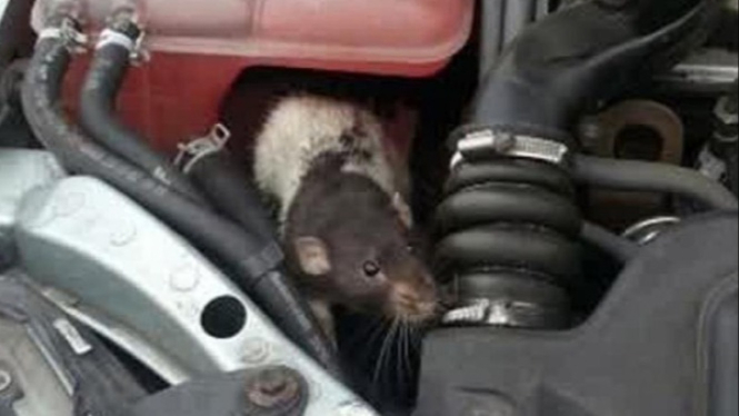 Tikus di mesin mobil