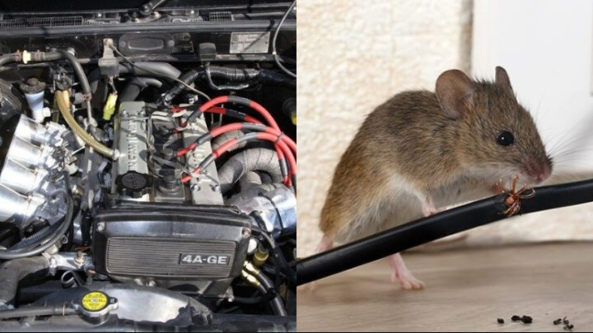 Tikus di mesin mobil atau motor