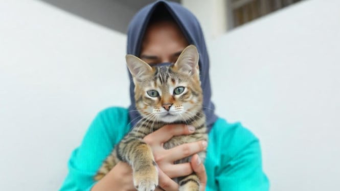 Membersihkan kutu kucing