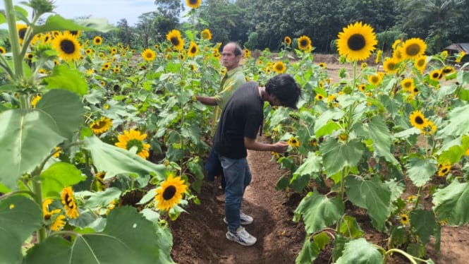 Sunflower Garden Dawuan Kaler Subang