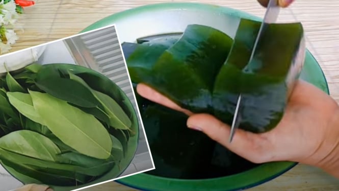 Membuat Cincau Hijau Daun Lebar