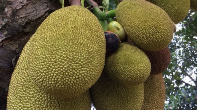 Nangka Muda (foto ilustrasi).