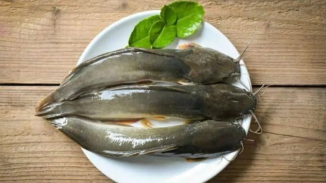 Ikan lele