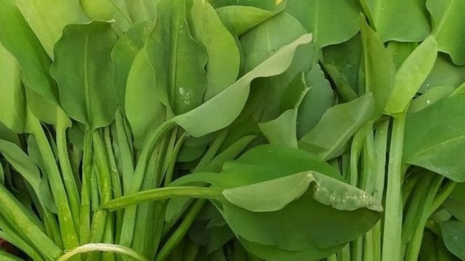 Rahasia Masak Kembang Genjer Agar Tidak Pahit dan Tidak Bau Langu, Cuma ...