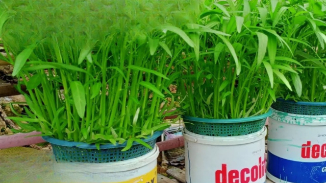 Menanam kangkung hidroponik