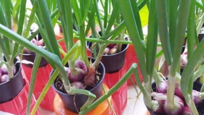 Cara menanam bawang merah di rumah