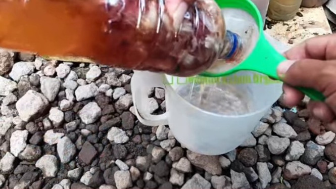 Pestisida dari Kulit Bawang