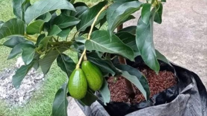 Alpukat Aligator di Pot