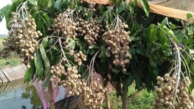 Pohon Klengkeng Berbuah Lebat