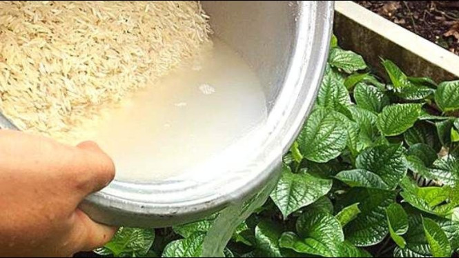 Air cucian beras jadi pupuk tanaman