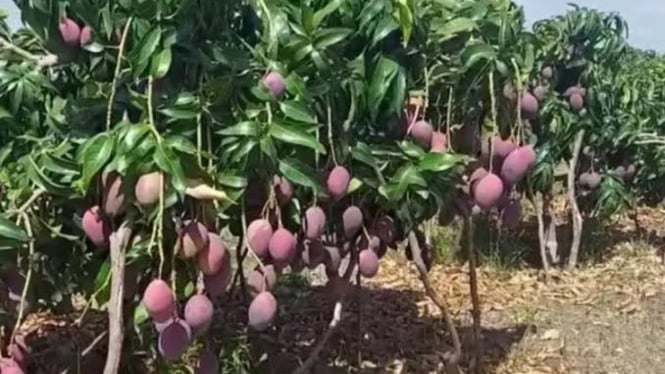 Pohon Mangga Pendek Berbuah Lebat