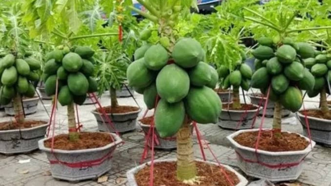 Pohon Pepaya Berbuah di Pot