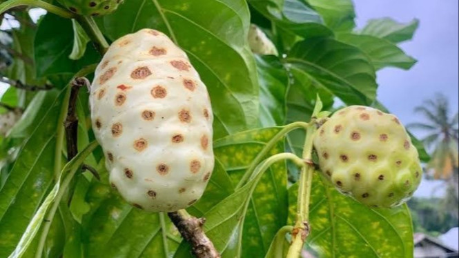 Buah Mengkudu