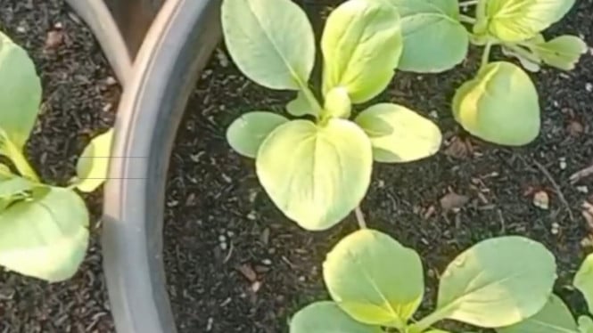 Foto menanam sawi pakcoy tanpa tanah terkait tips dan trik agar sawi pakcoy tumbuh optimal dalam sistem tanpa tanah