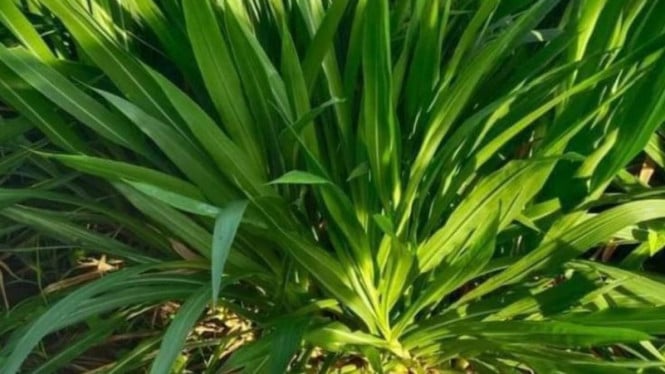5 Jenis Rumput Tinggi Protein untuk Segala Jenis Ternak, Cocok untuk ...