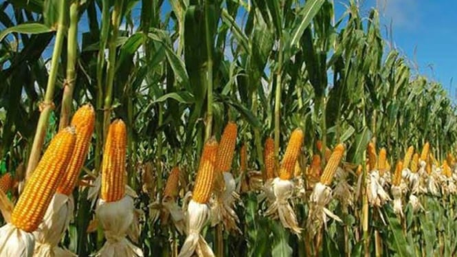 Tanaman Jagung