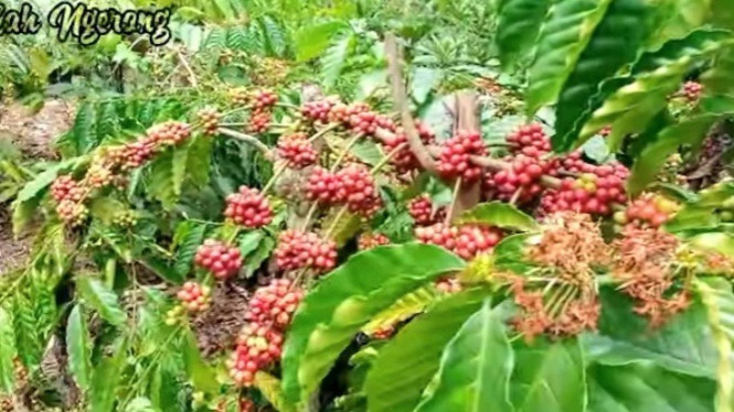 Tanaman kopi