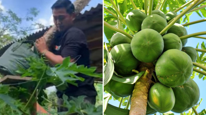 Panen Pepaya california hasil cangkok