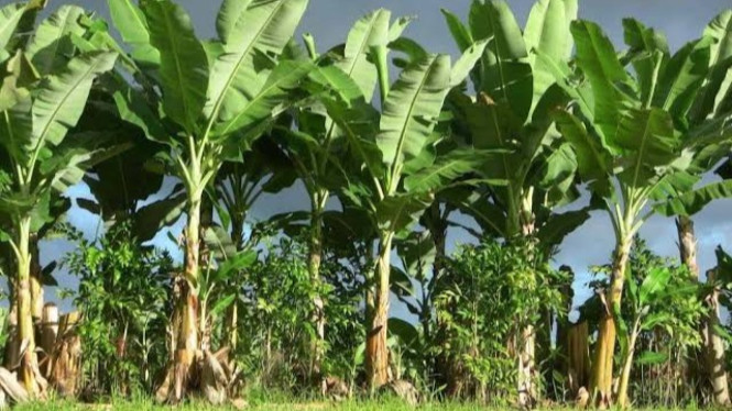Pohon Pisang