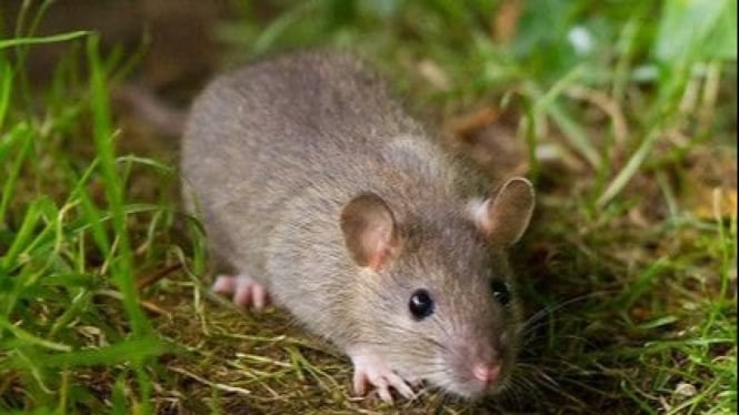 Tikus Meresahkan (foto ilustrasi).