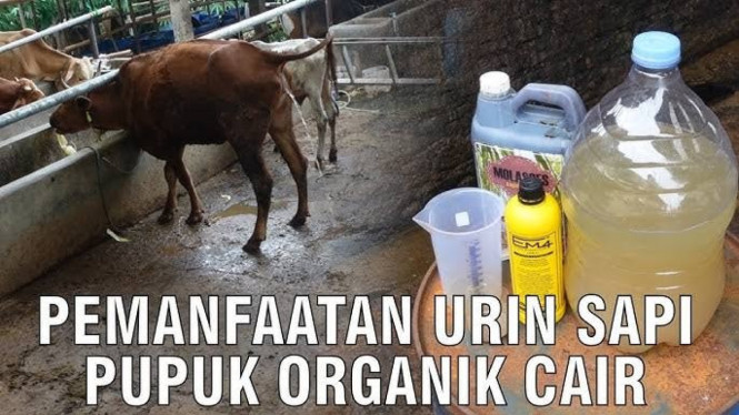 Cara Olah Urin Sapi Jadi POC Dahsyat, Tanah Subur dan Tanaman Bisa ...