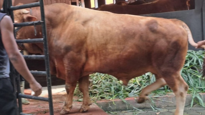 Sapi milik Gubernur Jabar