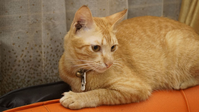 Membersihkan bulu kucing