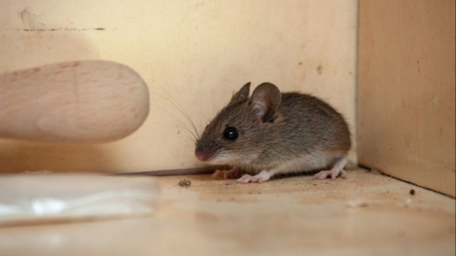 Tikus