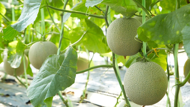 Membasmi Hama Ulat Melon