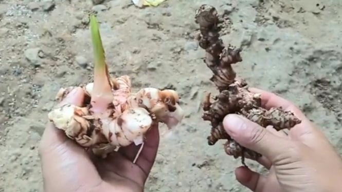 Bahan fungsida nabati organik